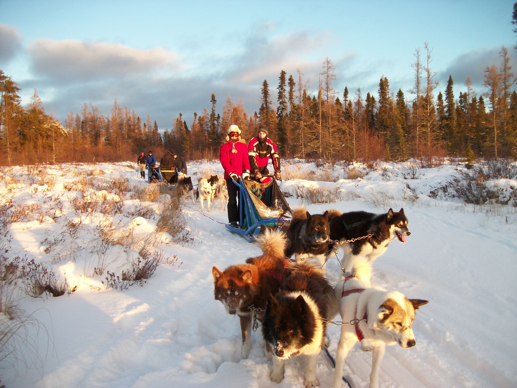 Dog sledding in Ely
